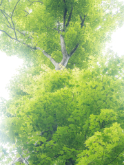 新緑眩し