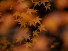 うつろい　惑う