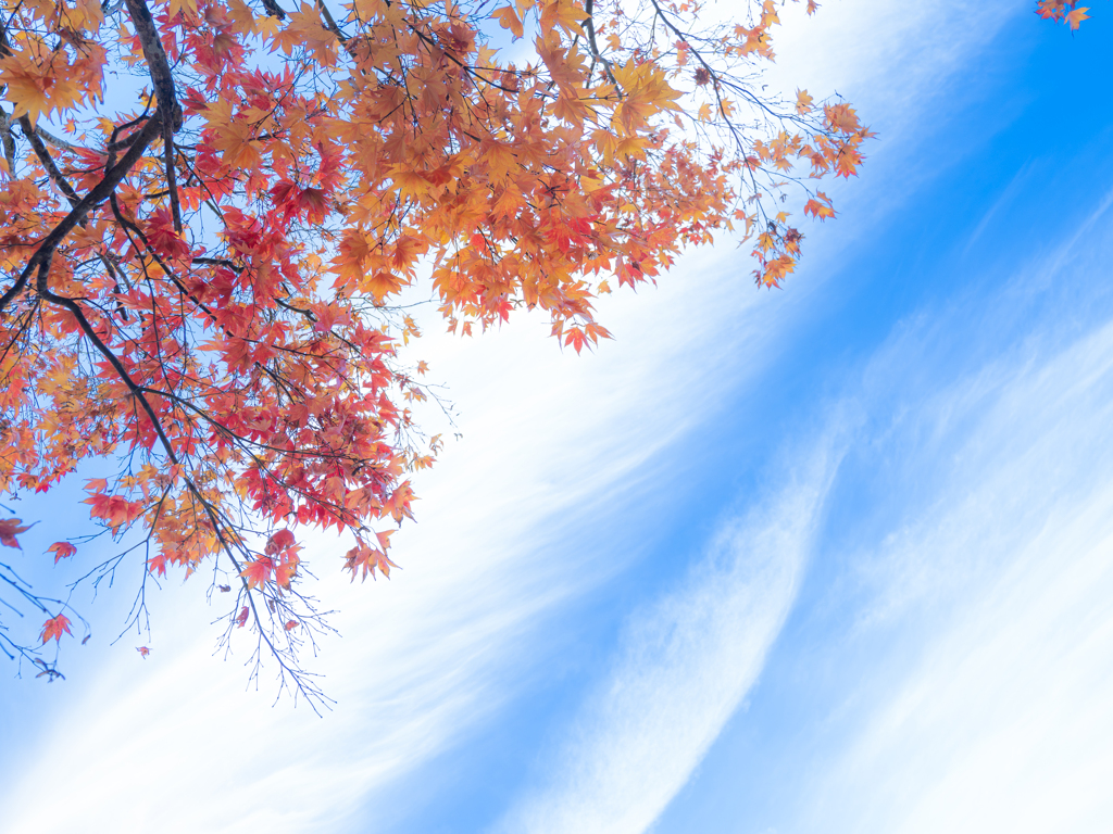 秋空を見上げる