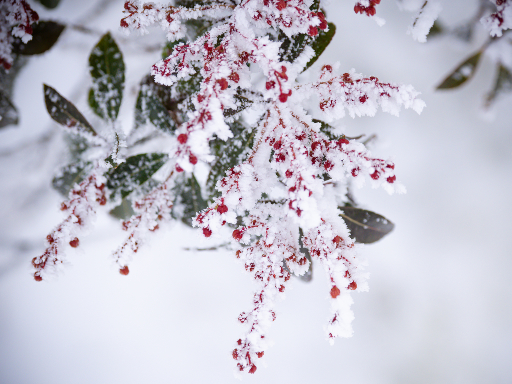 春待ち雪化粧