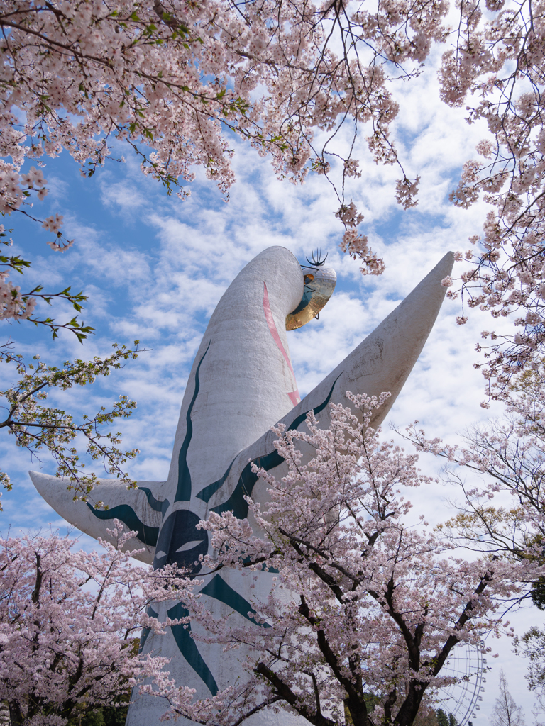 お花見太陽