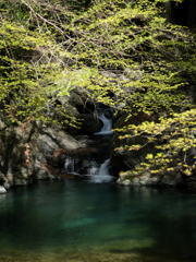 芽吹きの渓