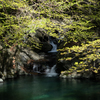 芽吹きの渓