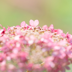 小さな花園で