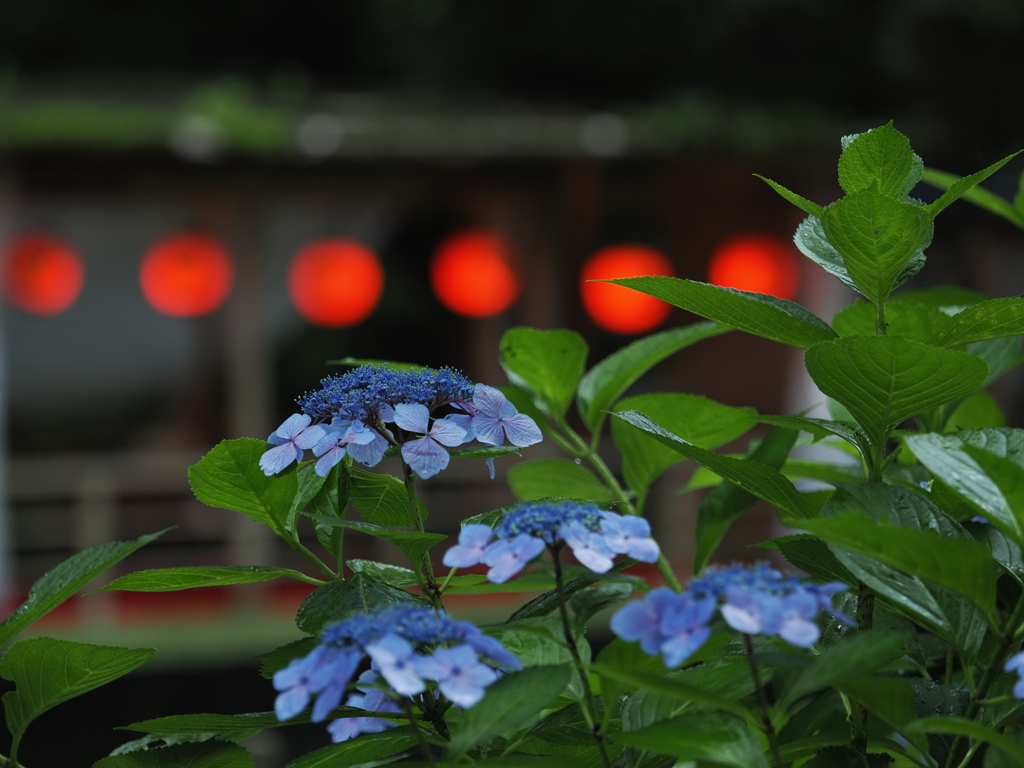 川涼み