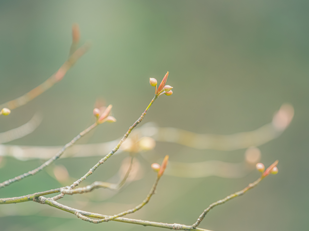 春はあっちのほうからやって来る