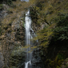 芽吹く滝