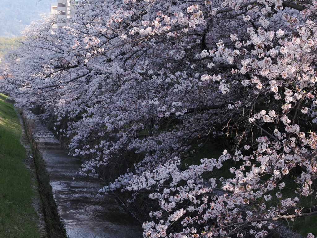 ご近所桜