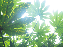 手のひらを太陽に