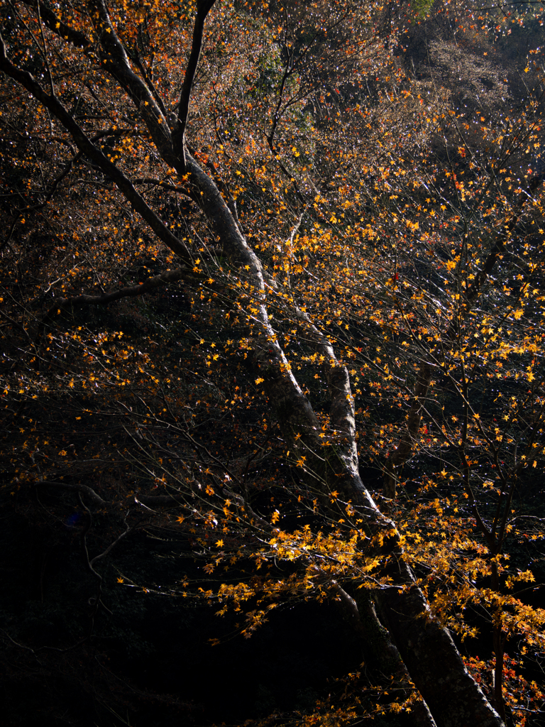 うつろいのなかに