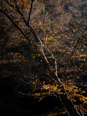 うつろいのなかに