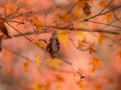 去りゆく秋のなかに