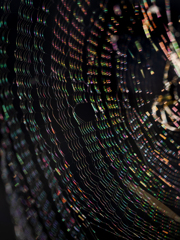 冬の陽きらめき