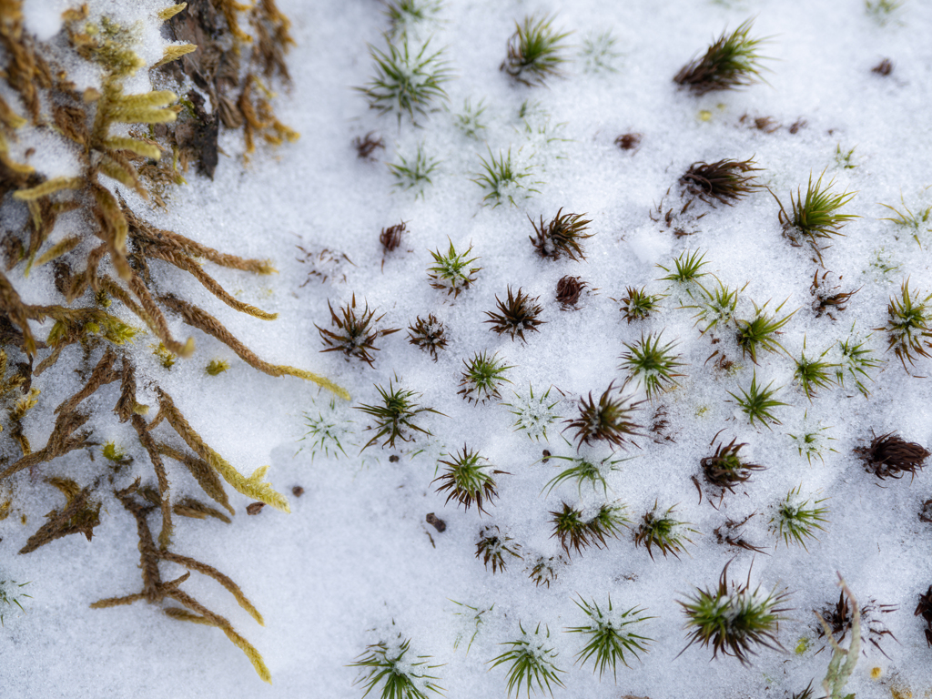 春待つ息づかい