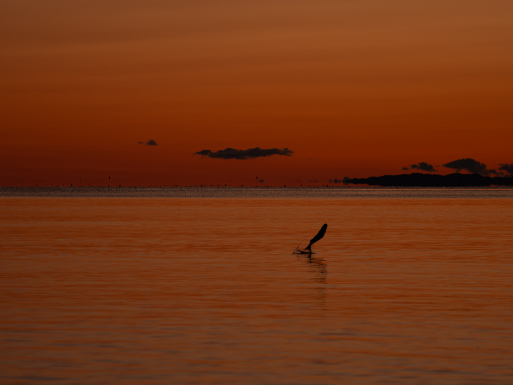 夜明けの海に跳ぶ