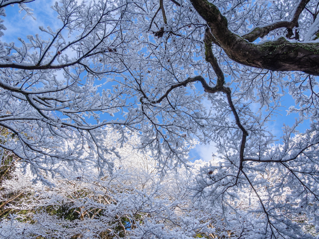 見上げた青空と雪化粧