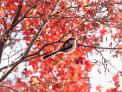 紅葉に啄む