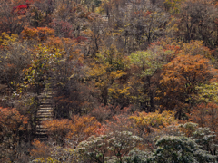 山の彩り道