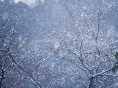 降りしきる雪を華と