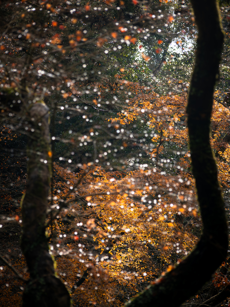 煌きのなかにうつろう