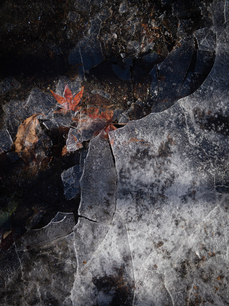 冬に閉じ込められた秋の名残