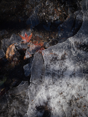 冬に閉じ込められた秋の名残