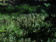 水面の可憐