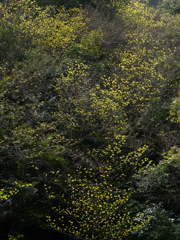 萌芽舞う