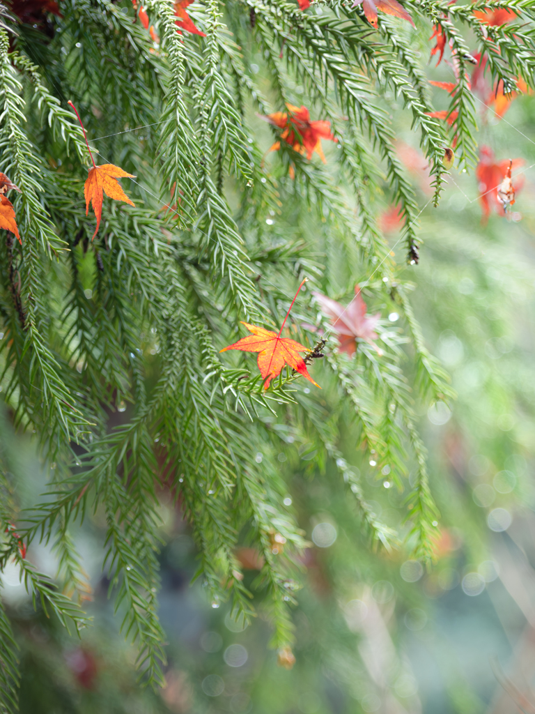 今年も　もうクリスマス。。