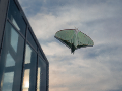 朝の空にとまる