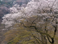 桜と萌えの彩
