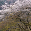 桜と萌えの彩