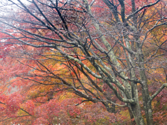 潤う日の紅葉