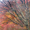潤う日の紅葉