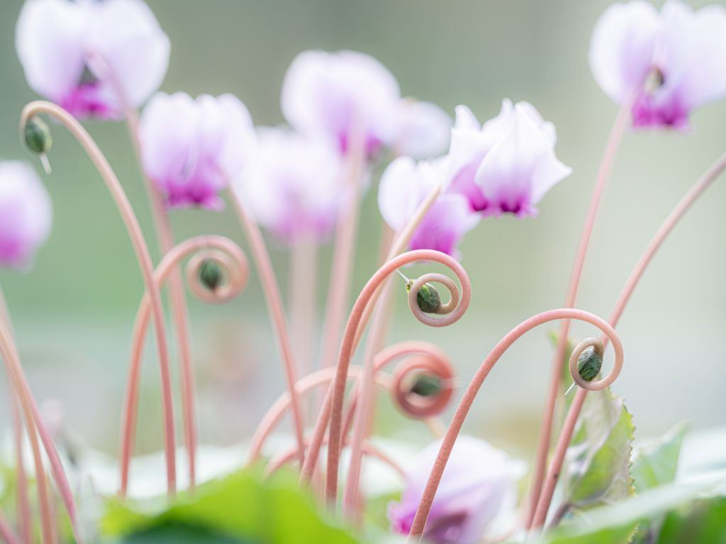くるくるシクラメン