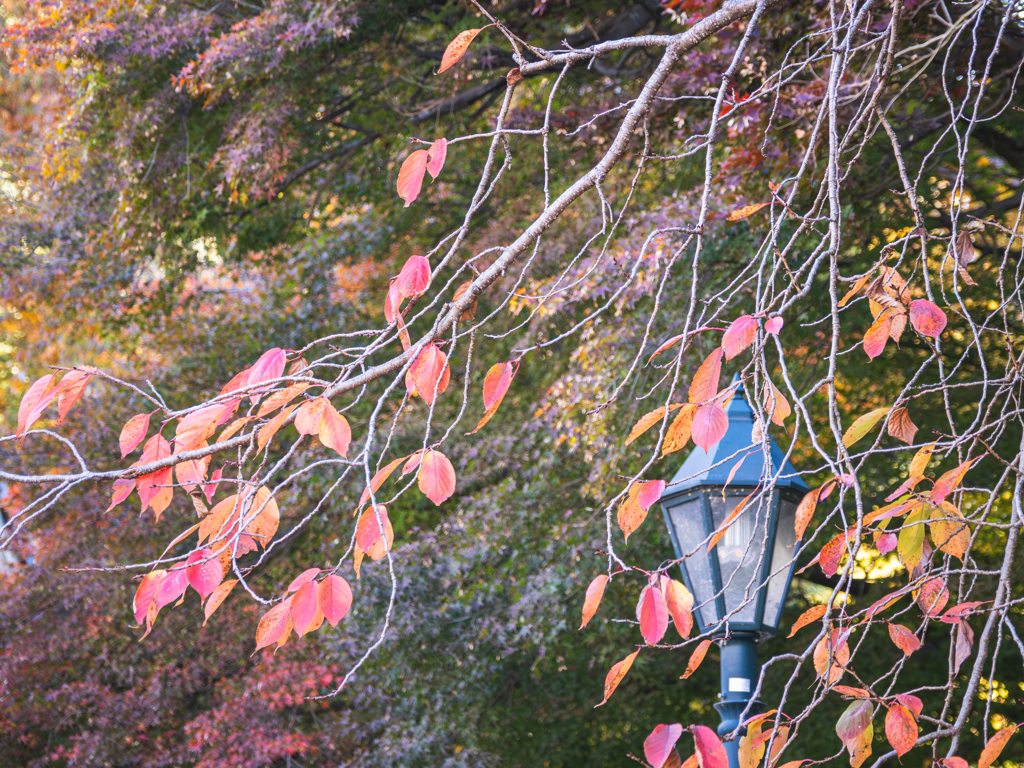秋の桜色うつろう