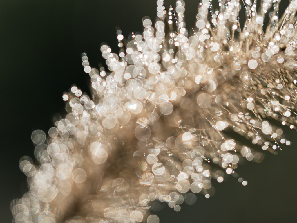 朝の野の煌きを拾う