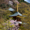 春の雅