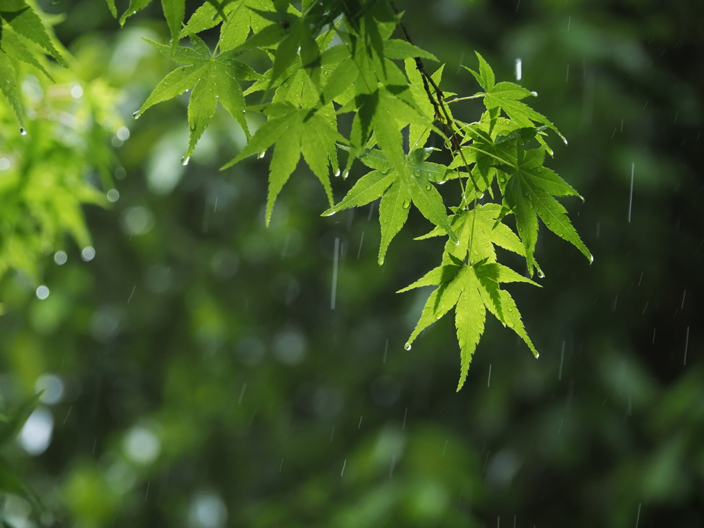 新緑の雨音