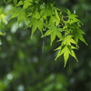 新緑の雨音
