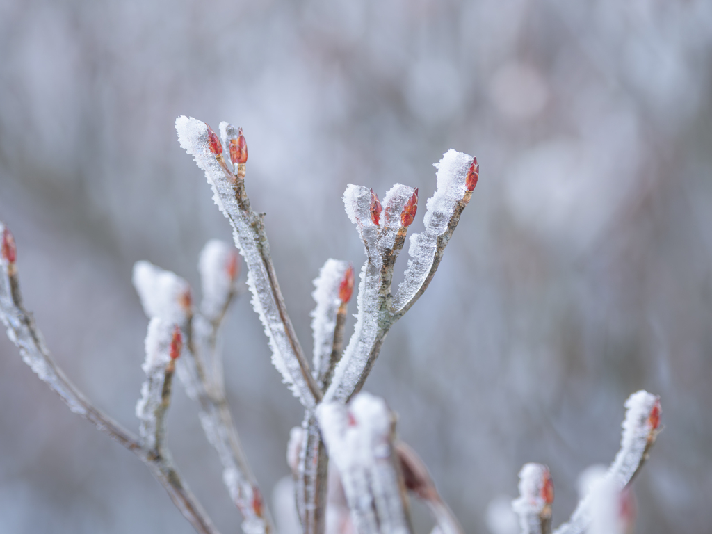 凍てつく紅