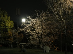 ひとり夜桜の公園で