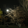 ひとり夜桜の公園で