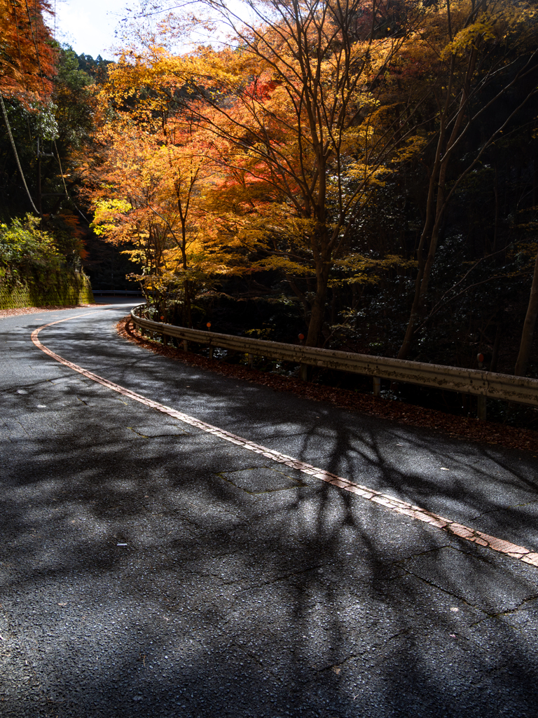 紅葉路の影