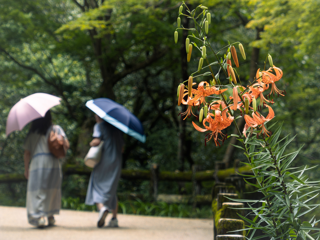 梅雨明け間近の日