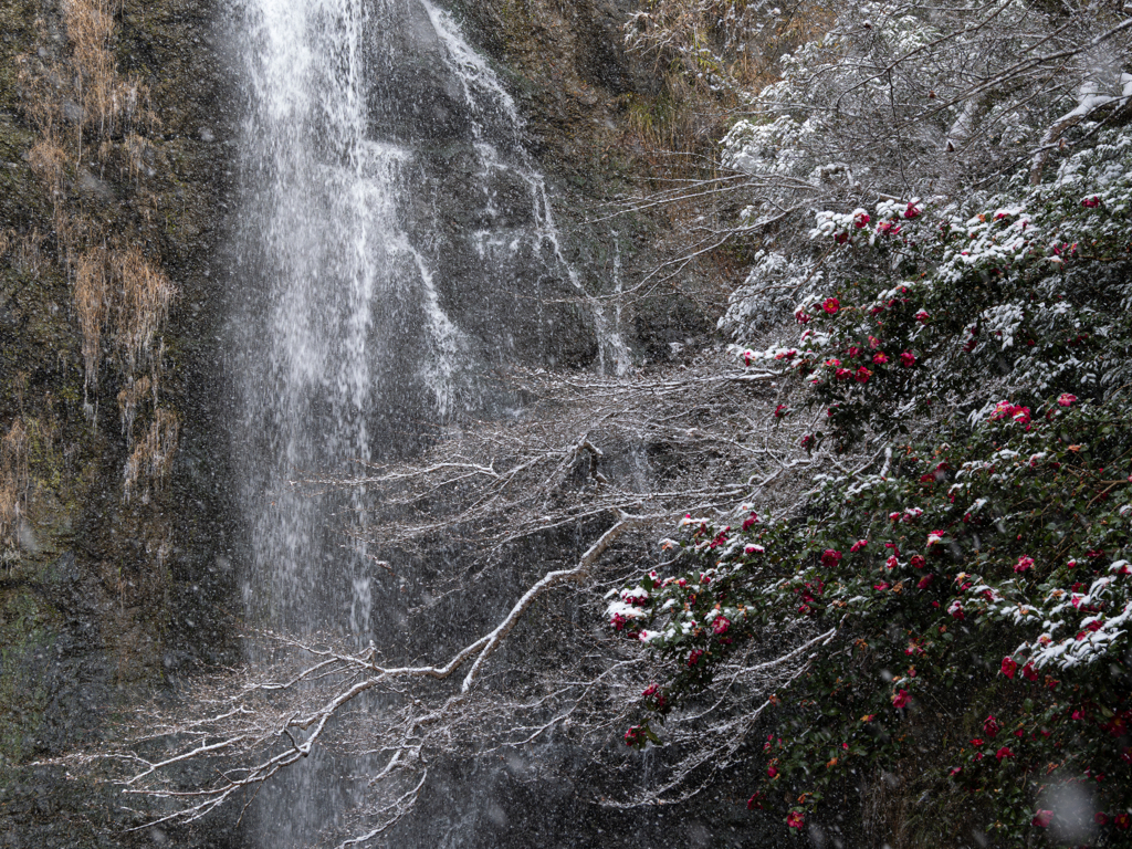 降りしきる雪と
