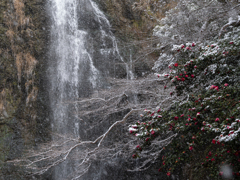 降りしきる雪と