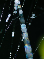 虹の音色