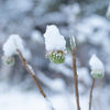 春待ち雪帽子