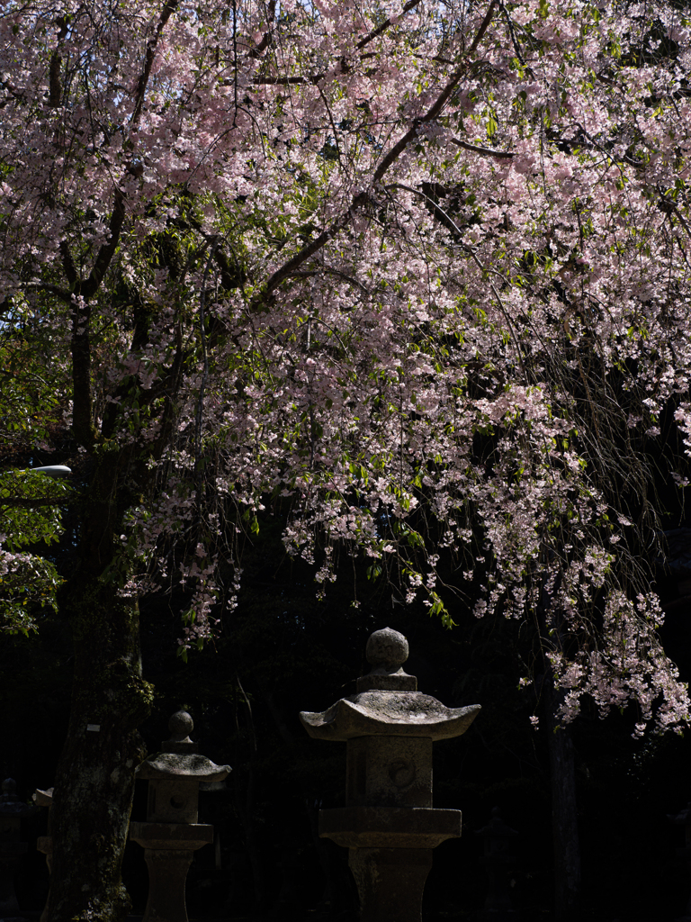 桜蔭に